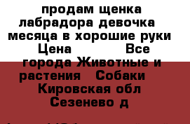 продам щенка лабрадора девочка 2 месяца в хорошие руки › Цена ­ 8 000 - Все города Животные и растения » Собаки   . Кировская обл.,Сезенево д.